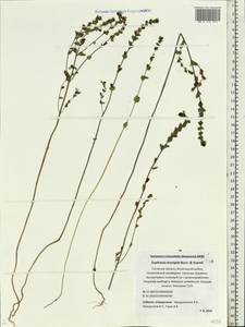 Euphrasia ×vernalis List, Восточная Европа, Северо-Западный район (E2) (Россия)
