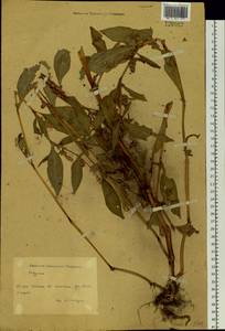 Спорыш, Сибирь, Алтай и Саяны (S2) (Россия)