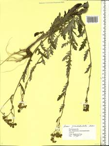 Jacobaea erucifolia subsp. grandidentata (Ledeb.) V. V. Fateryga & Fateryga, Восточная Европа, Ростовская область (E12a) (Россия)