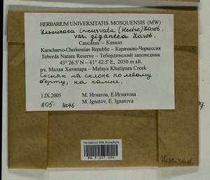 Lescuraea incurvata var. gigantea E. Lawton, Гербарий мохообразных, Мхи - Северный Кавказ и Предкавказье (B12) (Россия)