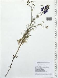 Delphinium consolida subsp. consolida, Восточная Европа, Центральный лесостепной район (E6) (Россия)