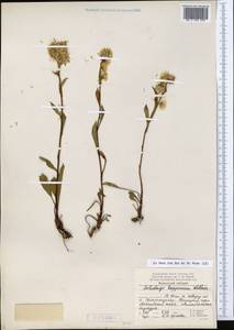 Solidago virgaurea subsp. lapponica (With.) Tzvelev, Восточная Европа, Северный район (E1) (Россия)