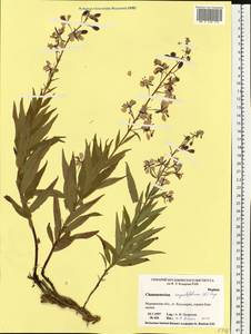 Chamaenerion angustifolium subsp. angustifolium, Восточная Европа, Северный район (E1) (Россия)