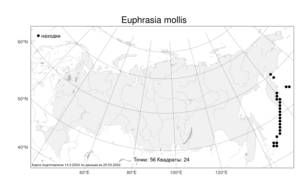 Euphrasia mollis, Очанка мягкая (Ledeb.) Wettst., Атлас флоры России (FLORUS) (Россия)