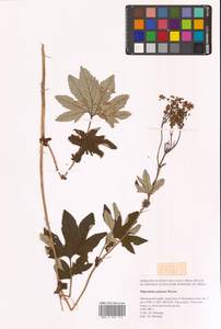 Filipendula digitata (Willd.) Bergmans, Сибирь, Дальний Восток (S6) (Россия)