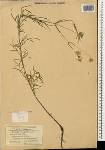 Ломелозия серебристая (L.) Greuter & Burdet, Кавказ, Дагестан (K2) (Россия)