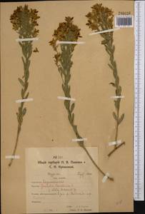 Дрок красильный L., Средняя Азия и Казахстан, Северный и Центральный Казахстан (M10) (Казахстан)