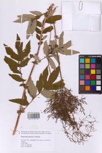 Таволга вязолистная (L.) Maxim., Восточная Европа, Московская область и Москва (E4a) (Россия)