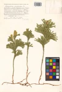 Dendrolycopodium obscurum (L.) A. Haines, Сибирь, Дальний Восток (S6) (Россия)