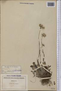 Antennaria plantaginifolia (L.) Hook., Америка (AMER) (США)