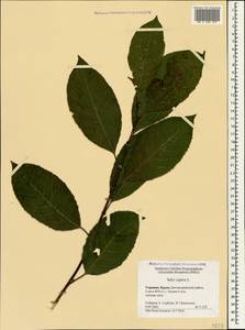 Ива козья L., Крым (KRYM) (Россия)