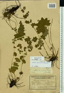 Манжетка Воротникова Czkalov, Восточная Европа, Волжско-Камский район (E7) (Россия)