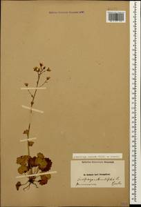 Saxifraga rotundifolia subsp. rotundifolia, Кавказ, Армения (K5) (Армения)