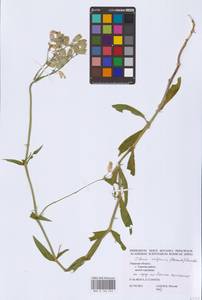 Смолевка обыкновенная, Хлопушка (Moench) Garcke, Восточная Европа, Северо-Западный район (E2) (Россия)