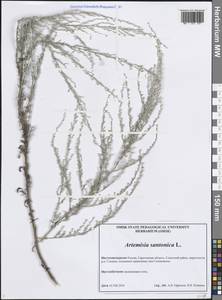 Artemisia caerulescens subsp. caerulescens, Восточная Европа, Нижневолжский район (E9) (Россия)