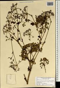 Четырехленточник Шпренгеля (Wight & Arn.) Manden., Зарубежная Азия (ASIA) (Индия)