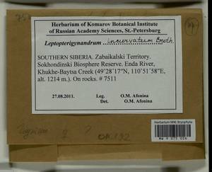 Leptopterigynandrum incurvatum Broth., Гербарий мохообразных, Мхи - Прибайкалье и Забайкалье (B18) (Россия)