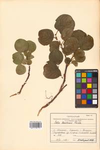 Salix nakamurana subsp. kurilensis (Koidz.) H. Ohashi, Сибирь, Дальний Восток (S6) (Россия)