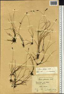 Осока галечная Schkuhr ex Wahlenb., Сибирь, Чукотка и Камчатка (S7) (Россия)