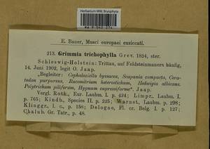 Grimmia trichophylla Grev., Гербарий мохообразных, Мхи - Западная Европа (BEu) (Германия)