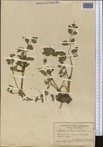 Helosciadium nodiflorum subsp. nodiflorum, Средняя Азия и Казахстан, Памир и Памиро-Алай (M2) (Киргизия)