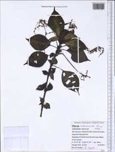 Pilea melastomoides (Poir.) Wedd., Зарубежная Азия (ASIA) (Вьетнам)
