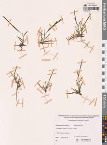 Рдест сибирский A.Benn., Сибирь, Чукотка и Камчатка (S7) (Россия)