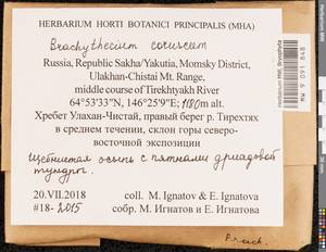 Brachythecium tauriscorum Molendo & Lorentz, Гербарий мохообразных, Мхи - Якутия (B19) (Россия)