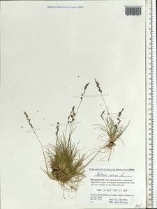 Овсяница овечья L., Восточная Европа, Северный район (E1) (Россия)