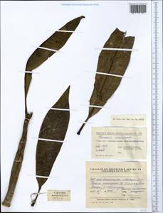 Plumeria rubra L., Зарубежная Азия (ASIA) (КНР)