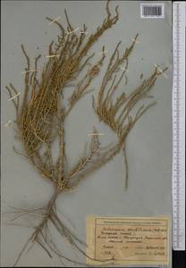 Сарсазан шишковатый (Pall.) M.Bieb., Средняя Азия и Казахстан, Сырдарьинские пустыни и Кызылкумы (M7) (Киргизия)