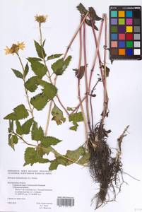 Гелиопсис подсолнечниковый (L.) Sweet, Восточная Европа, Центральный лесостепной район (E6) (Россия)