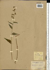 Колокольчик рапунцелевидный L., Восточная Европа, Южно-Украинский район (E12) (Украина)