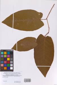 Рейнутрия сахалинская, Сахалинская гречиха (F.Schmidt) Nakai, Восточная Европа, Московская область и Москва (E4a) (Россия)