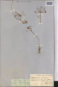 Allium eugenii Vved., Средняя Азия и Казахстан, Копетдаг, Бадхыз, Малый и Большой Балхан (M1) (Туркмения)