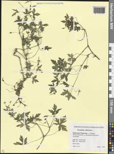 Герань сибирская L., Кавказ, Ставропольский край, Карачаево-Черкесия, Кабардино-Балкария (K1b) (Россия)