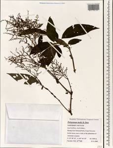 Koenigia mollis (D. Don) T. M. Schust. & Reveal, Зарубежная Азия (ASIA) (Вьетнам)