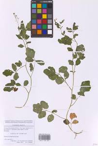 Сердечник горький L., Восточная Европа, Московская область и Москва (E4a) (Россия)