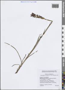 Анакамптис клопоносный (L.) R.M.Bateman, Pridgeon & M.W.Chase, Восточная Европа, Центральный лесостепной район (E6) (Россия)