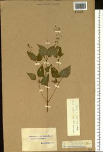 Circaea ×intermedia Ehrh., Восточная Европа, Волжско-Камский район (E7) (Россия)