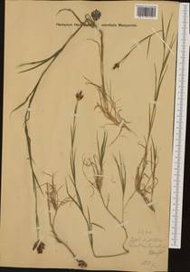 Dianthus giganteus subsp. banaticus (Heuff.) Tutin, Западная Европа (EUR) (Венгрия)