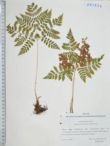 Щитовник амурский (Milde) Christ, Сибирь, Дальний Восток (S6) (Россия)