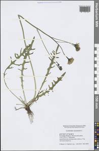 Scorzoneroides autumnalis subsp. autumnalis, Восточная Европа, Центральный район (E4) (Россия)