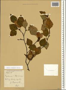 Betula pubescens var. litwinowii (Doluch.) Ashburner & McAll., Кавказ, Армения (K5) (Армения)