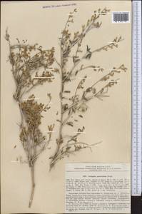 Astragalus macrocladus Bunge, Средняя Азия и Казахстан, Сырдарьинские пустыни и Кызылкумы (M7) (Таджикистан)