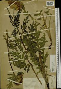 Rhaponticum uniflorum subsp. uniflorum, Сибирь, Алтай и Саяны (S2) (Россия)