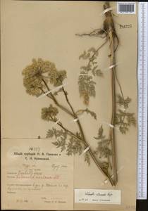 Жабрица порезниковая (L.) W. D. J. Koch, Средняя Азия и Казахстан, Северный и Центральный Казахстан (M10) (Казахстан)