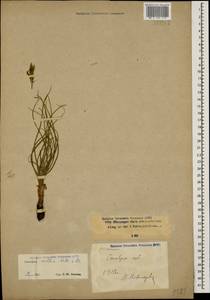 Candollea mollis (M. Bieb.) Yild., Кавказ, Ставропольский край, Карачаево-Черкесия, Кабардино-Балкария (K1b) (Россия)