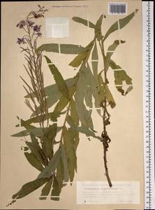 Иван-чай узколистный (L.) Scop., Сибирь, Западная Сибирь (S1) (Россия)