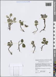 Ива Назарова A.K.Skvortsov, Сибирь, Дальний Восток (S6) (Россия)